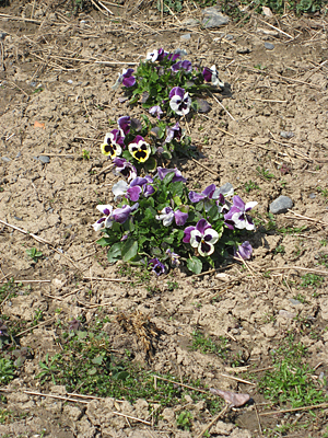 pansy mulched